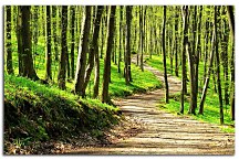 Obraz Lesná cestička so stromami 29307